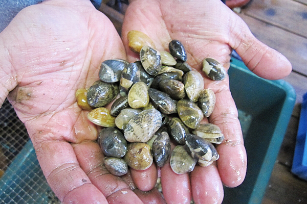 【鳥羽市特集】自然の恵みを循環のなかで活かす。新たな地域ブランドの確立を目指す「浦村アサリ研究会」