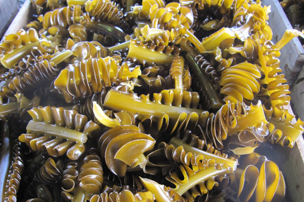 【お魚ブログ】愛知の魚「ワカメ」（豊浜漁港）