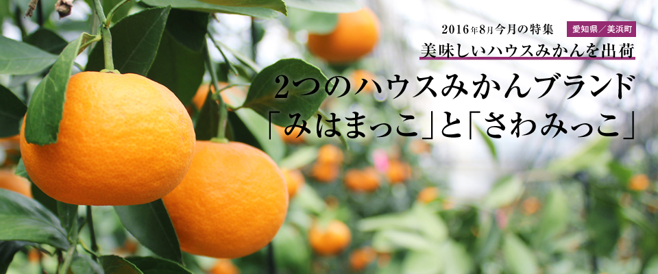 2つのハウスみかんブランド 「みはまっこ」と「さわみっこ」